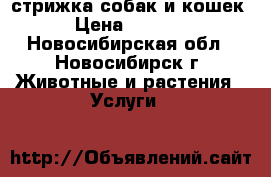 стрижка собак и кошек › Цена ­ 1 000 - Новосибирская обл., Новосибирск г. Животные и растения » Услуги   